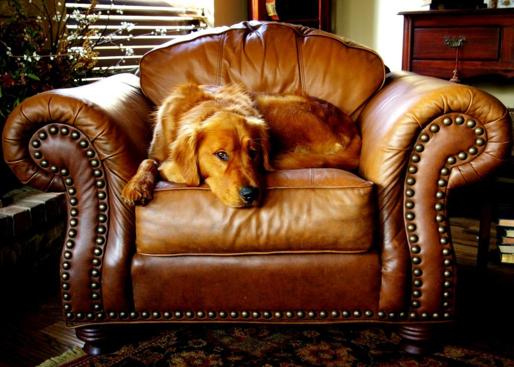 Dog Laying In Leather Armchair
